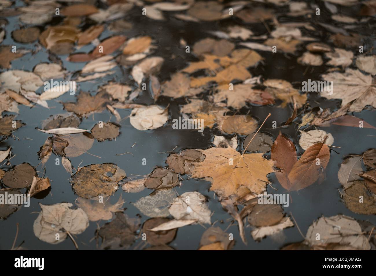 Beige Autunno Foliage galleggianti nelle acque fredde dello Stagno nel Paese. Nuvoloso triste giorno d'autunno pieno di Melancholy, Blues, De Foto Stock