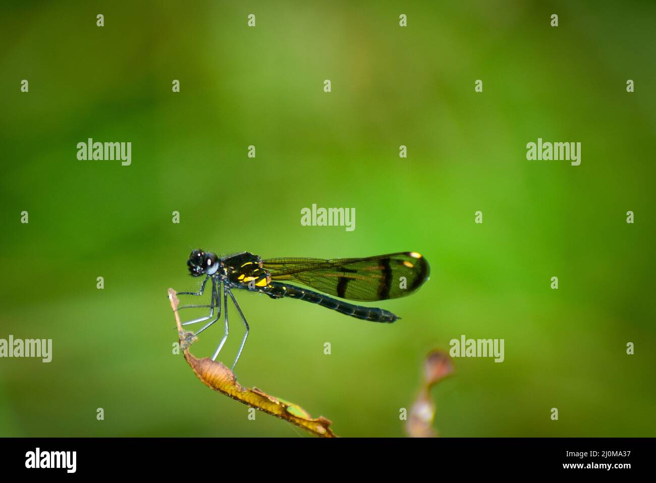 Damselfly seduta su foglia. Tre bende smeraldo gioiello (rinocifa trifasciata) maschio immaturo. Foto Stock