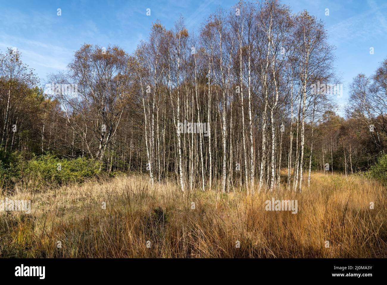 Gli uccelli carpazi nel moro rosso nel RhÃ¶n Foto Stock