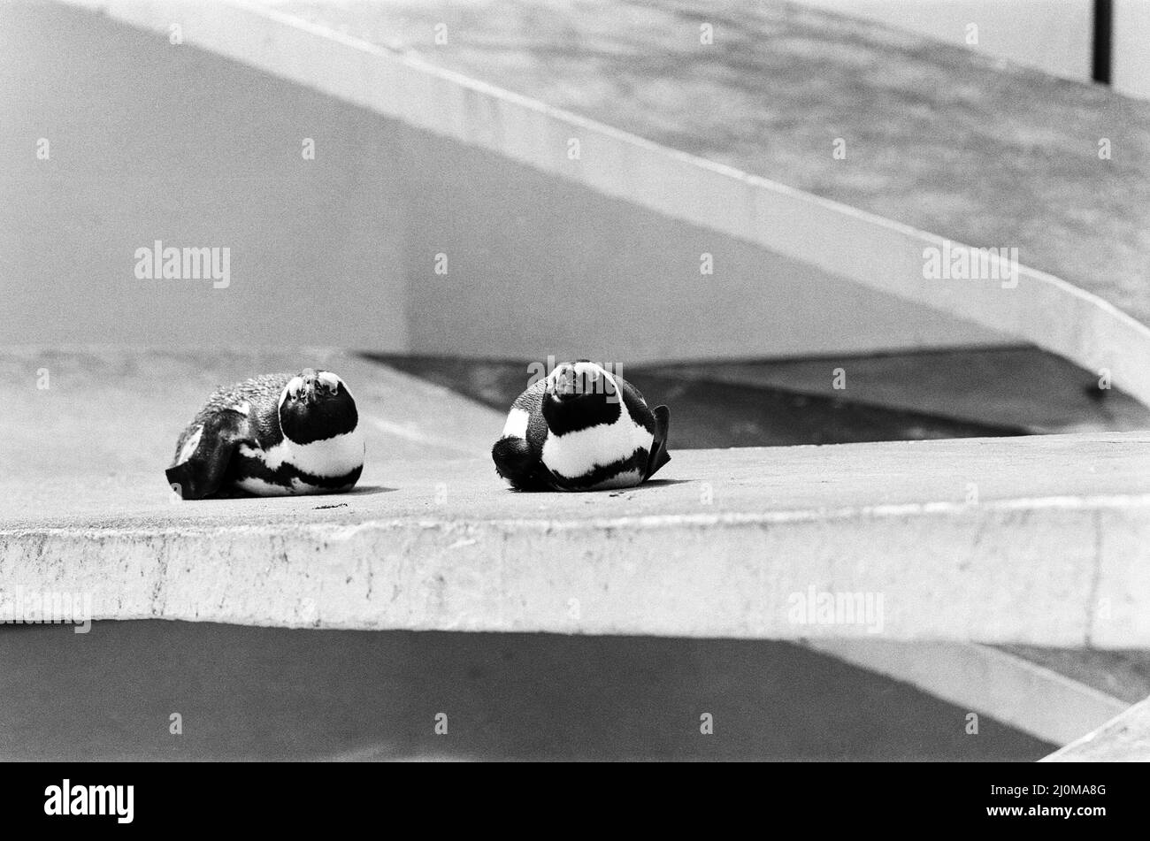 Pinguini che si godono il sole allo Zoo di Londra. 22nd aprile 1982. Foto Stock