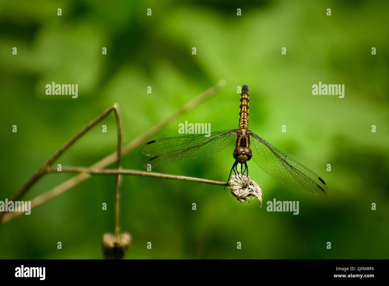 foto di bella libellula. skimmer di cenere con coda gialla (potamarca congener)femmina. Foto Stock