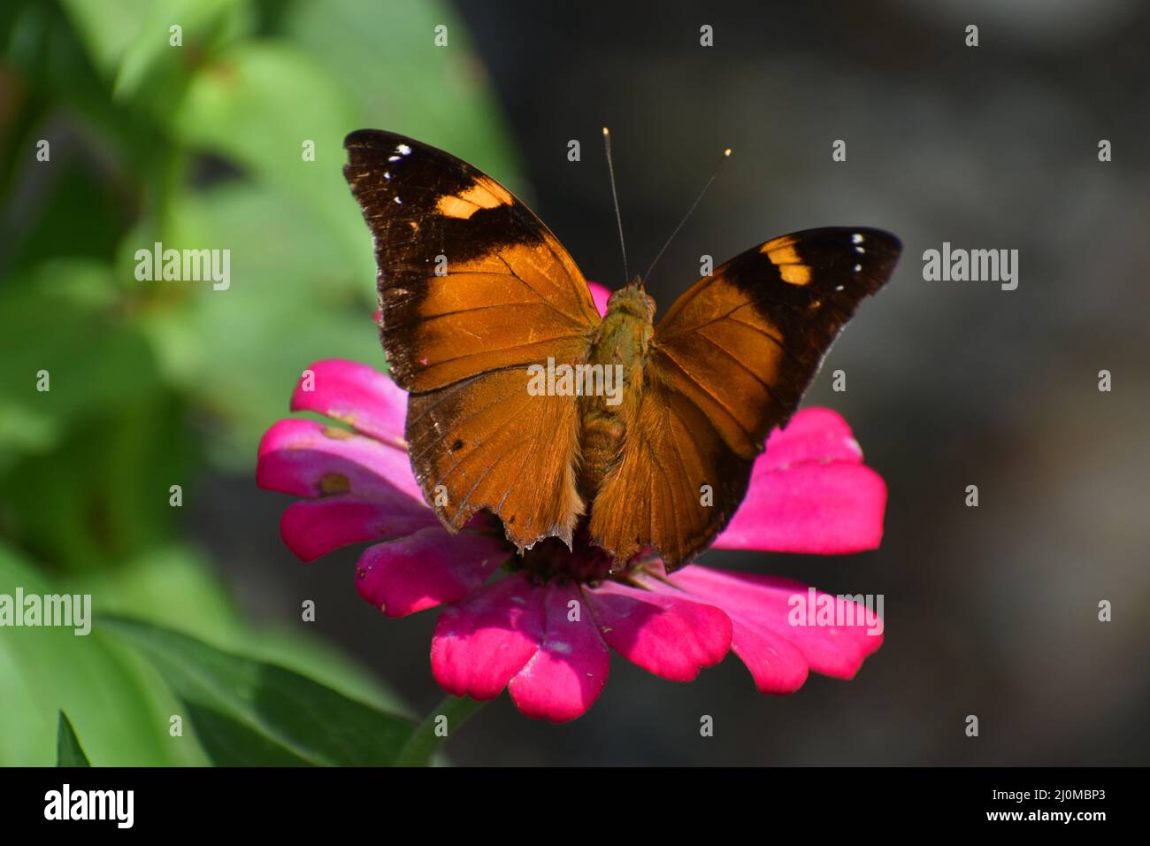 Autunno foglia farfalla riposo sul fiore Zinnia. Foto Stock