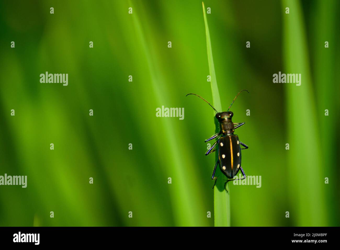 Splendido coleottero di tigre seduto su foglia verde. Coleottero di tigre giallo (chalcroa flavomaculata) Foto Stock