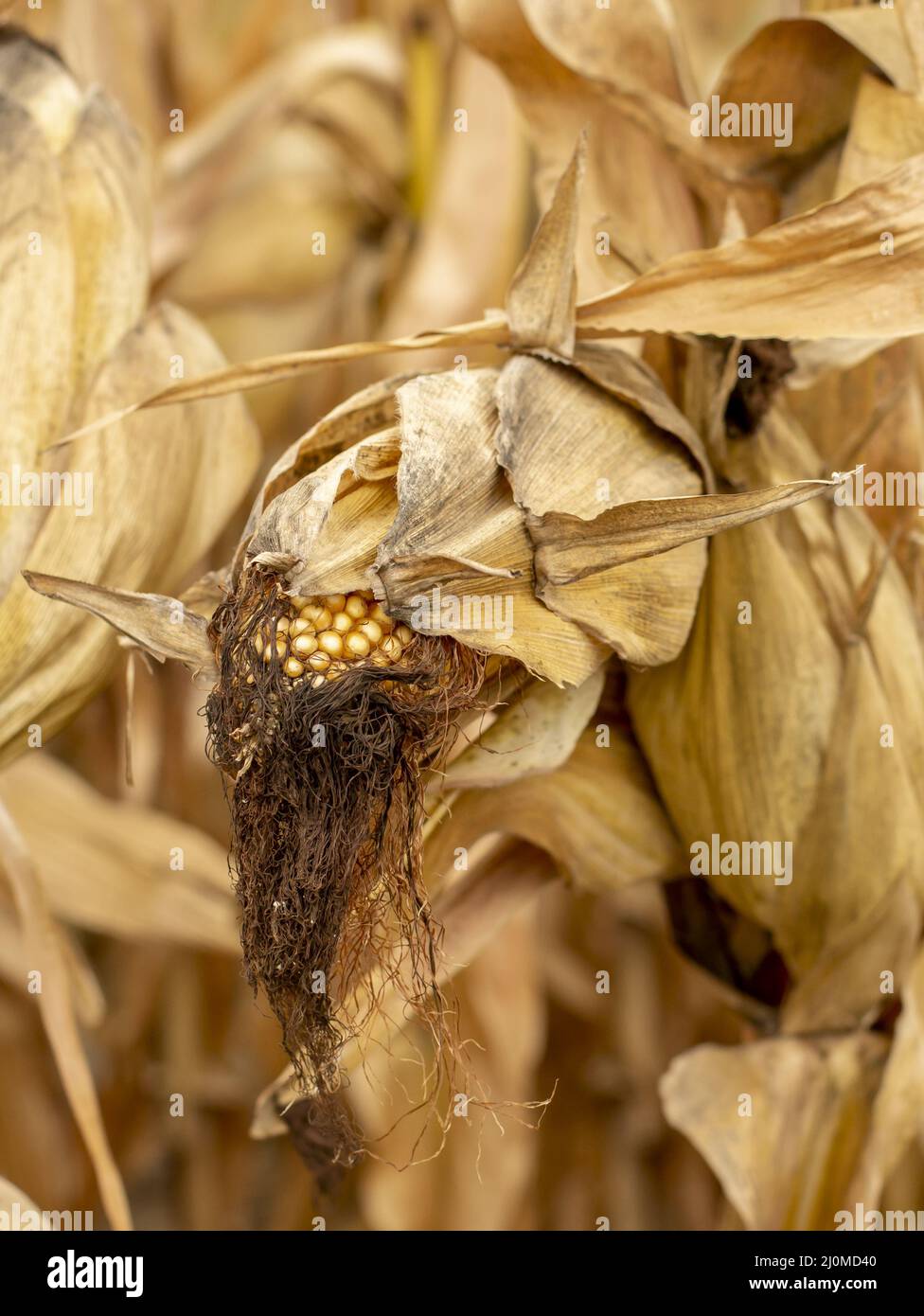 Campo di mais (Zea mays) pronto per la raccolta. Campo agricolo di mais in autunno. Foto Stock