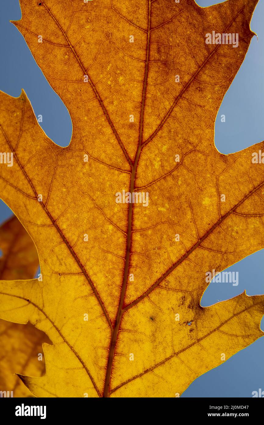 Foglie rosse di quercia rossa settentrionale (Quercus rubra) in autunno. Quercia rossa caduta fogliame in primo piano. Foto Stock