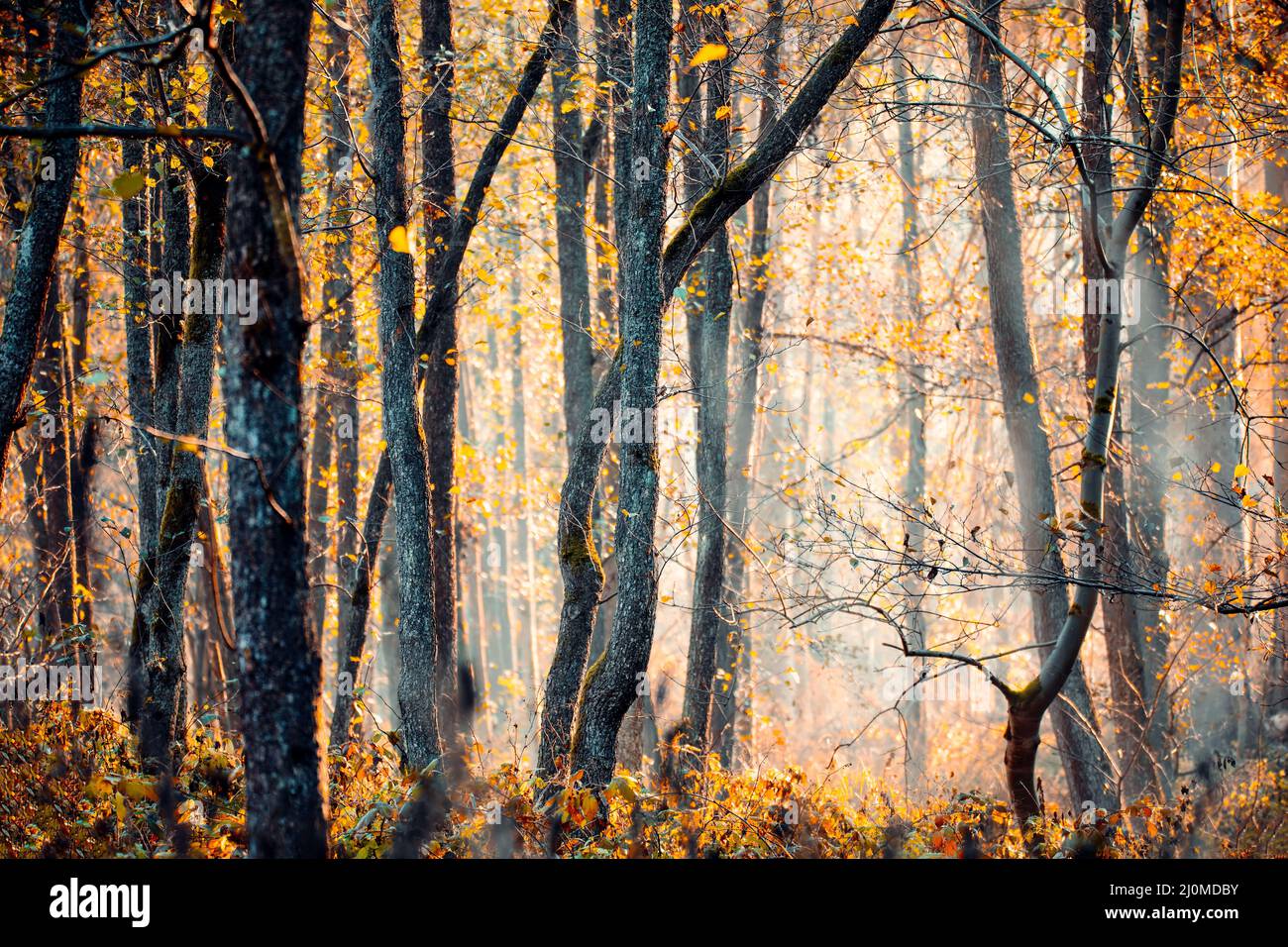 Sprucetree Trunks in Una foresta mistica Foto Stock