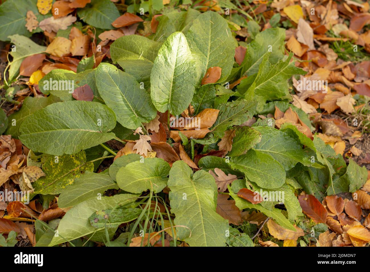 Bitter Dock (Rumex obtusifolius) foglie verdi in autunno. Primo piano. Dettaglio. Foto Stock