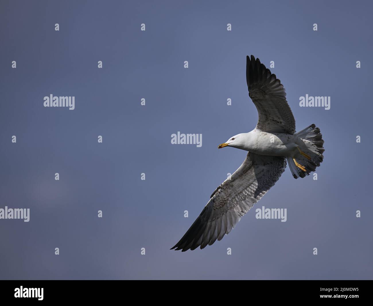 Gull del Mar Mediterraneo Foto Stock