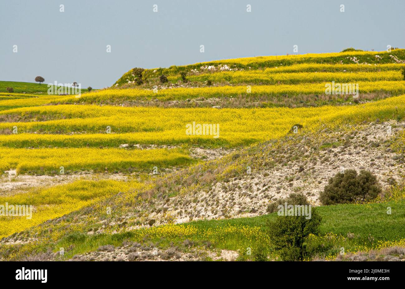 Prato con erba verde e fiori gialli all'inizio della primavera. Foto Stock