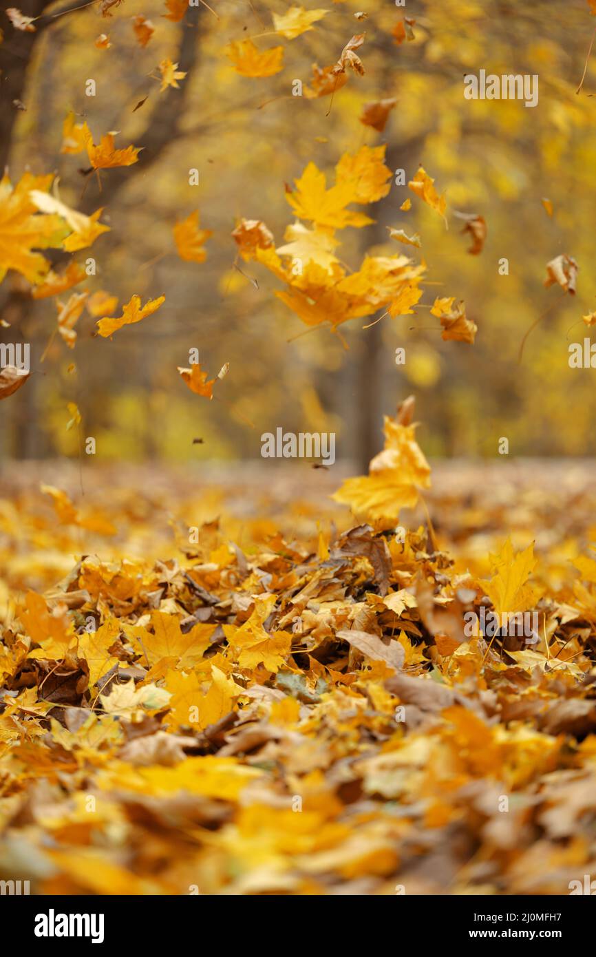 Le foglie gialle caduti volano nel parco autunnale. Scena idilliaca nel pomeriggio in un parco vuoto, fuoco selettivo Foto Stock