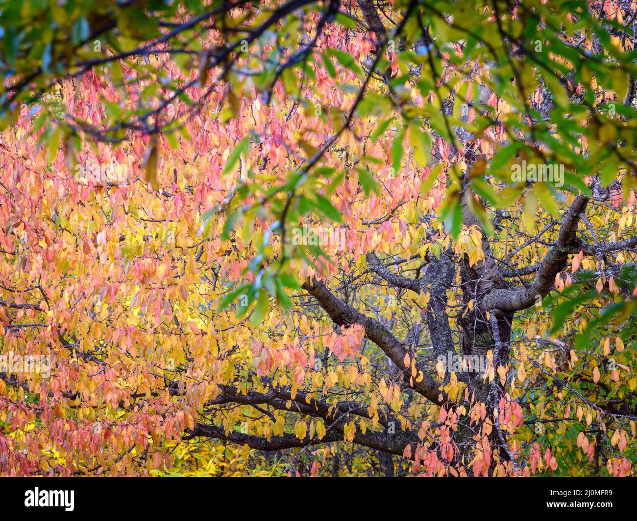 Foligae di ciliegio in autunno con foglie rosse e gialle Foto Stock
