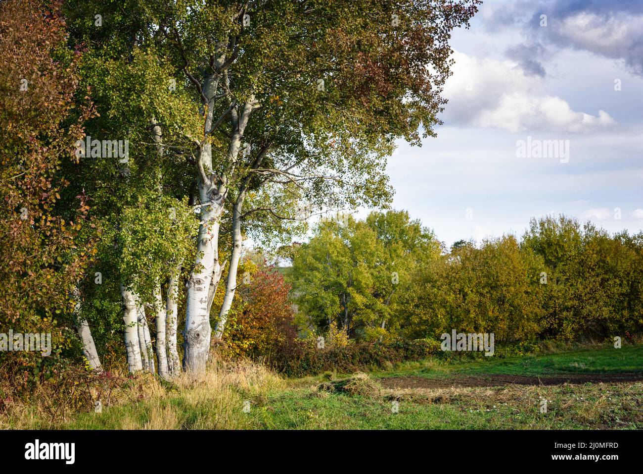 Paesaggio autunnale con alberi nel Burgenland Austria Foto Stock