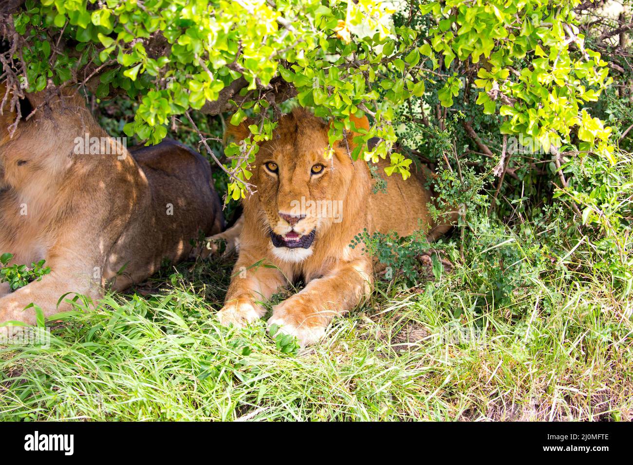 Due leonesse riposano nella savana Foto Stock