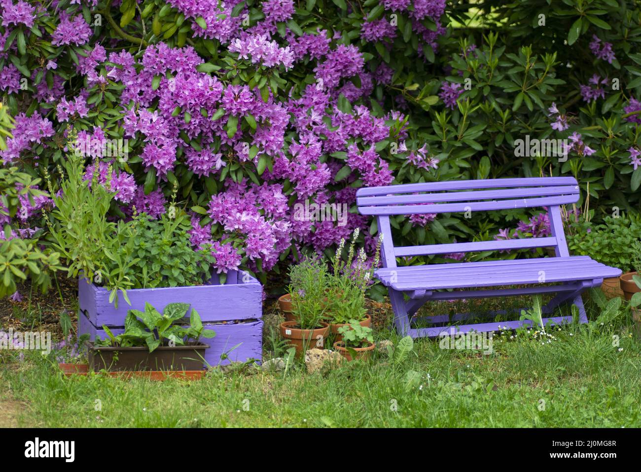 Panca rosa vuota in legno con fiori rosa viola di un arbusto Rhododendron (Rhodendron roseum elegans) sullo sfondo. Foto Stock