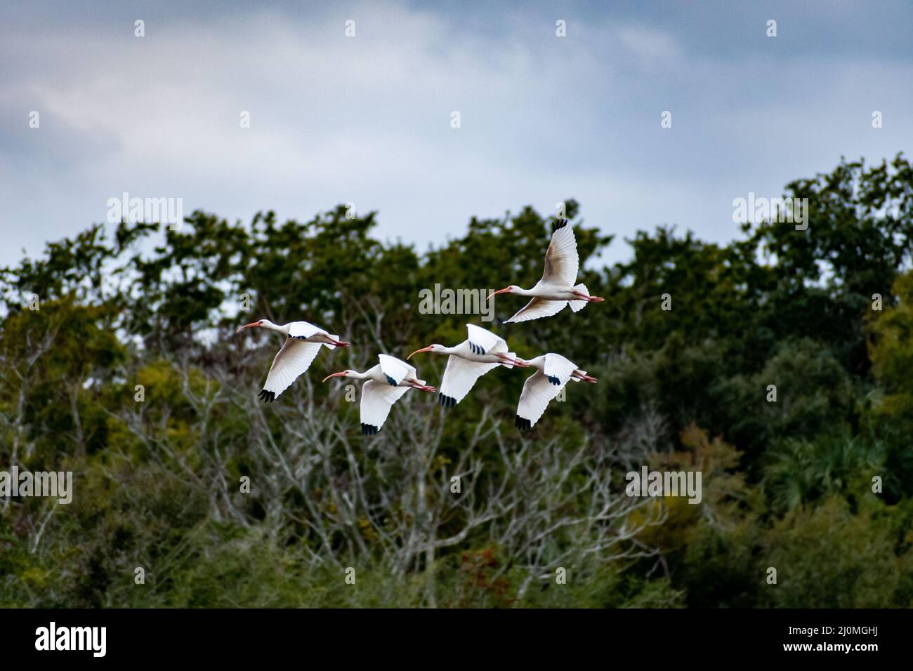 Un Ibis bianco naturale a Hilton Head Island, South Carolina Foto Stock