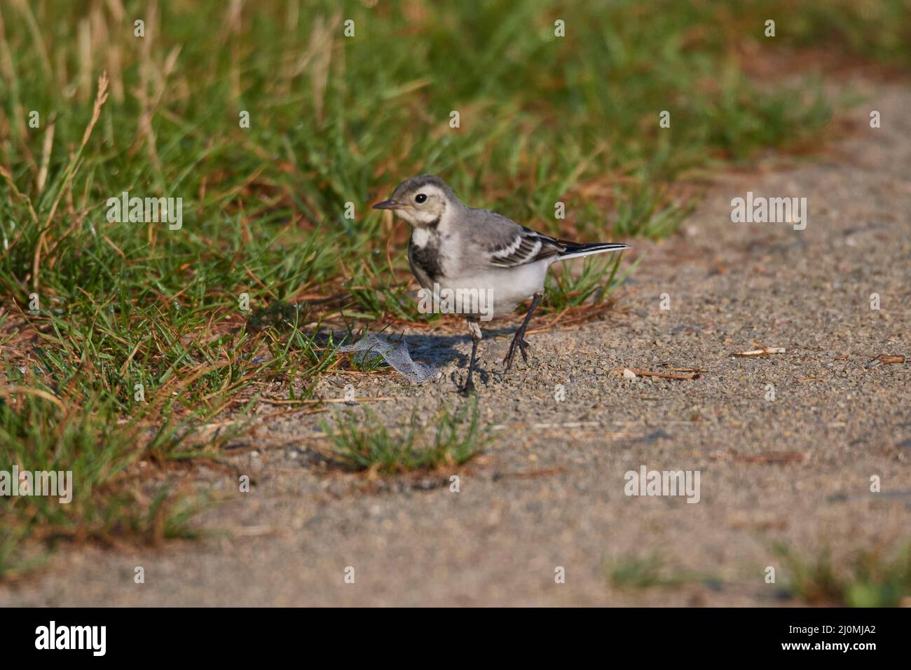 Ballerina bianca Foto Stock