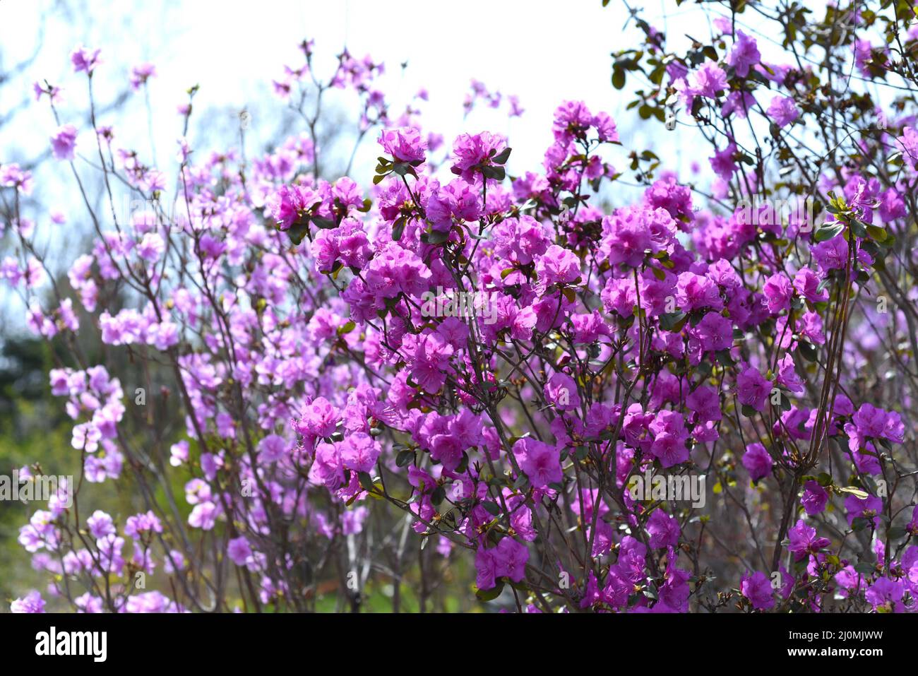 Rhododendron mucronulatum che cresce in Estremo Oriente della Russia in primavera Foto Stock