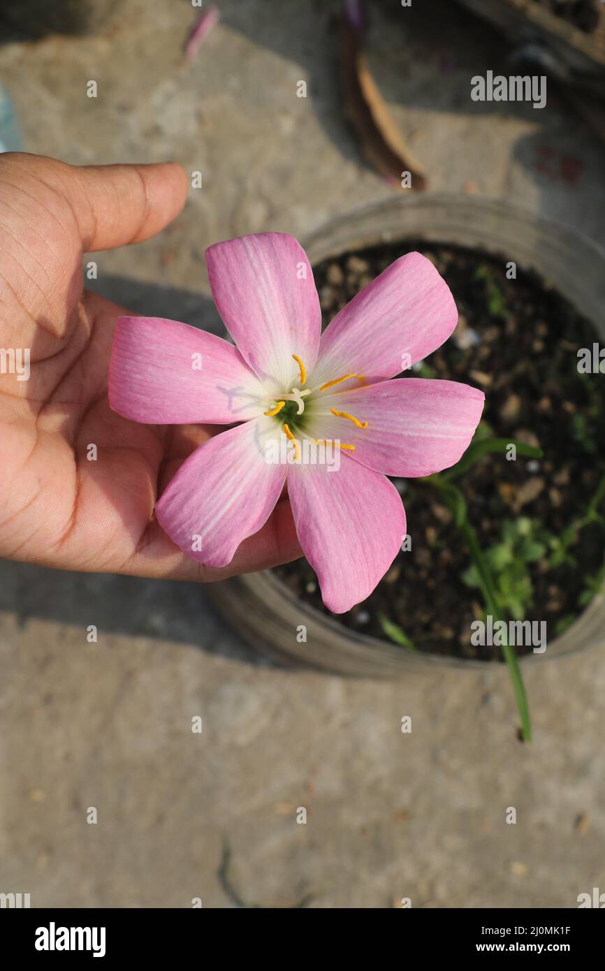 Questo è un tipo di giglio da pioggia gigante con una bella combinazione di colore rosa dolce, bianco e giallo. Questo giglio è la specie di Zephyranthes . Foto Stock