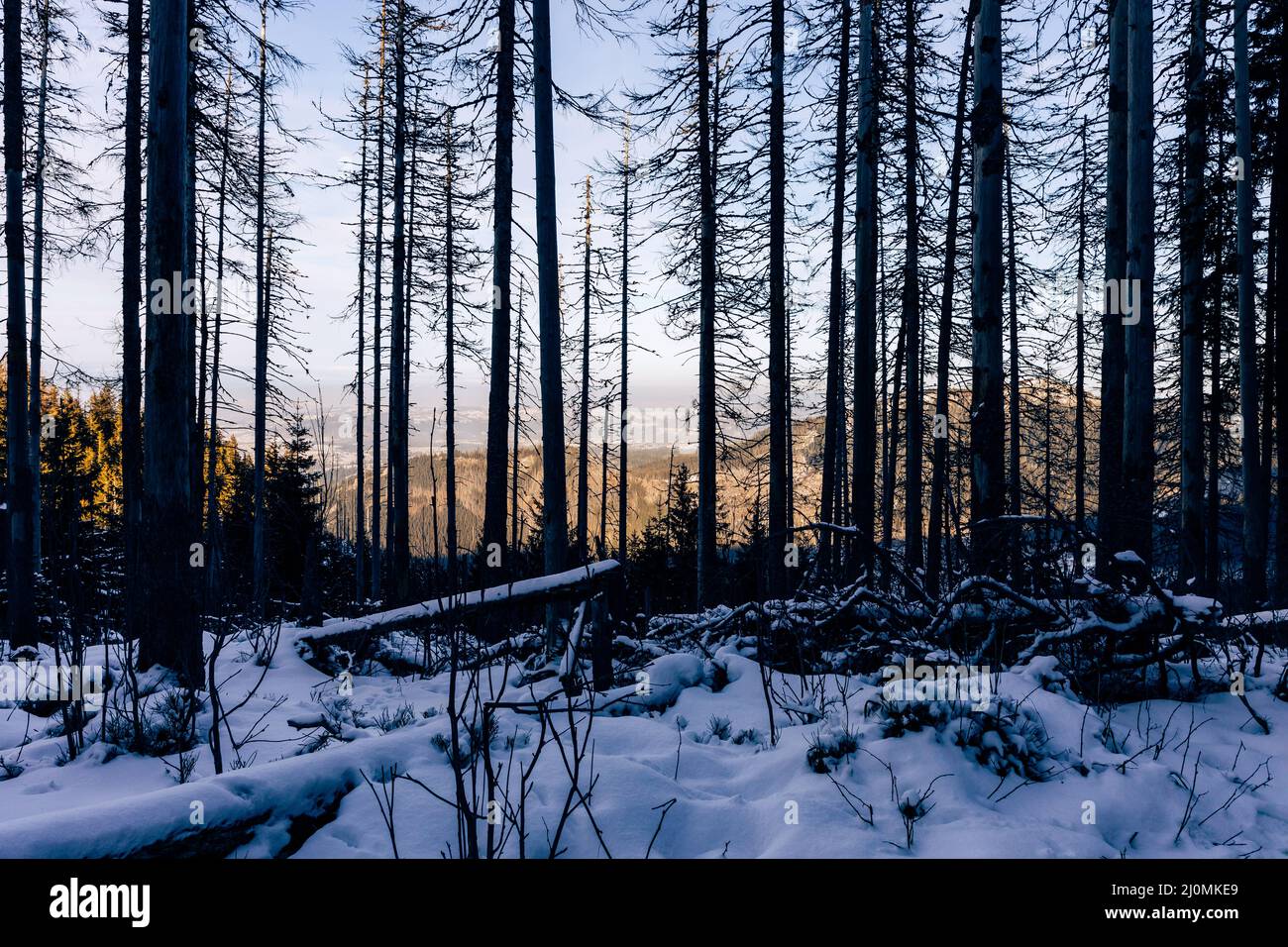 Montanari di Tatra in inverno. Vista sulle bianche vette innevate, sulle montagne invernali ghiacciate. Kasprowy Wierch, High Tatra, Polonia, Europa. Foto Stock