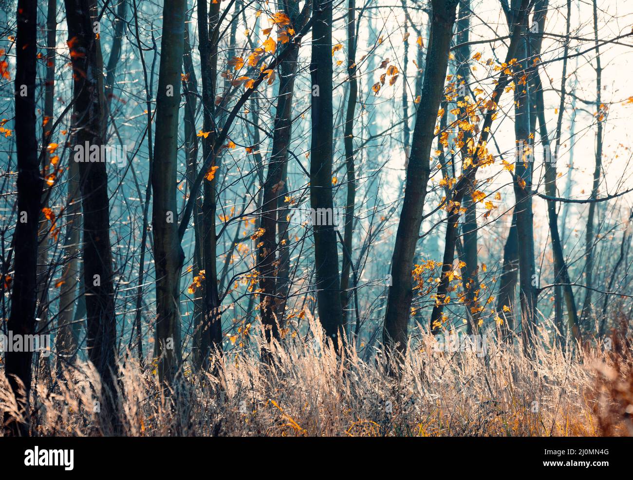 Tronchi di abete rosso in Una foresta mistica Foto Stock