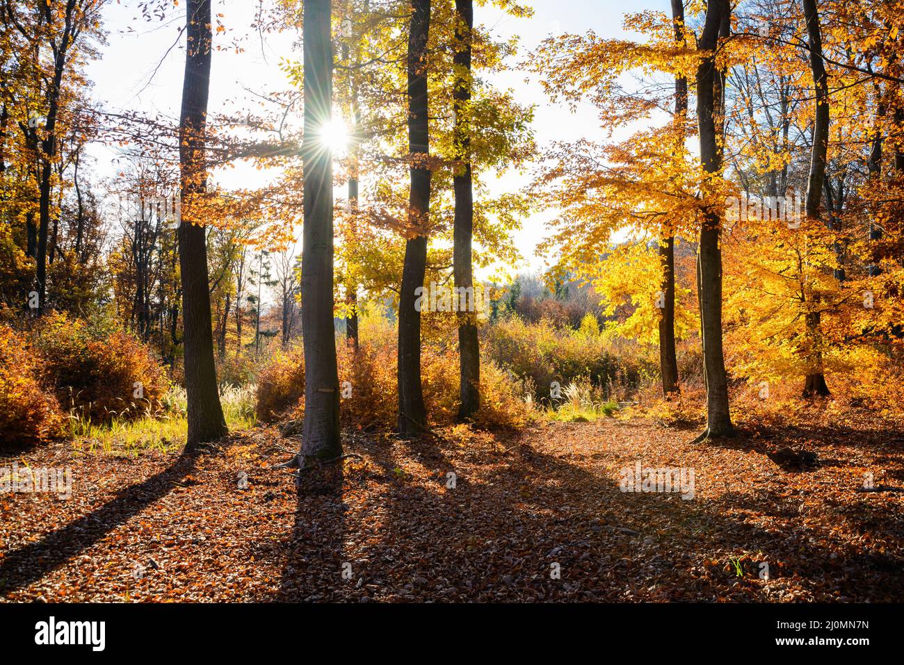 Parco autunnali. In autunno gli alberi e le foglie. Caduta Foto Stock