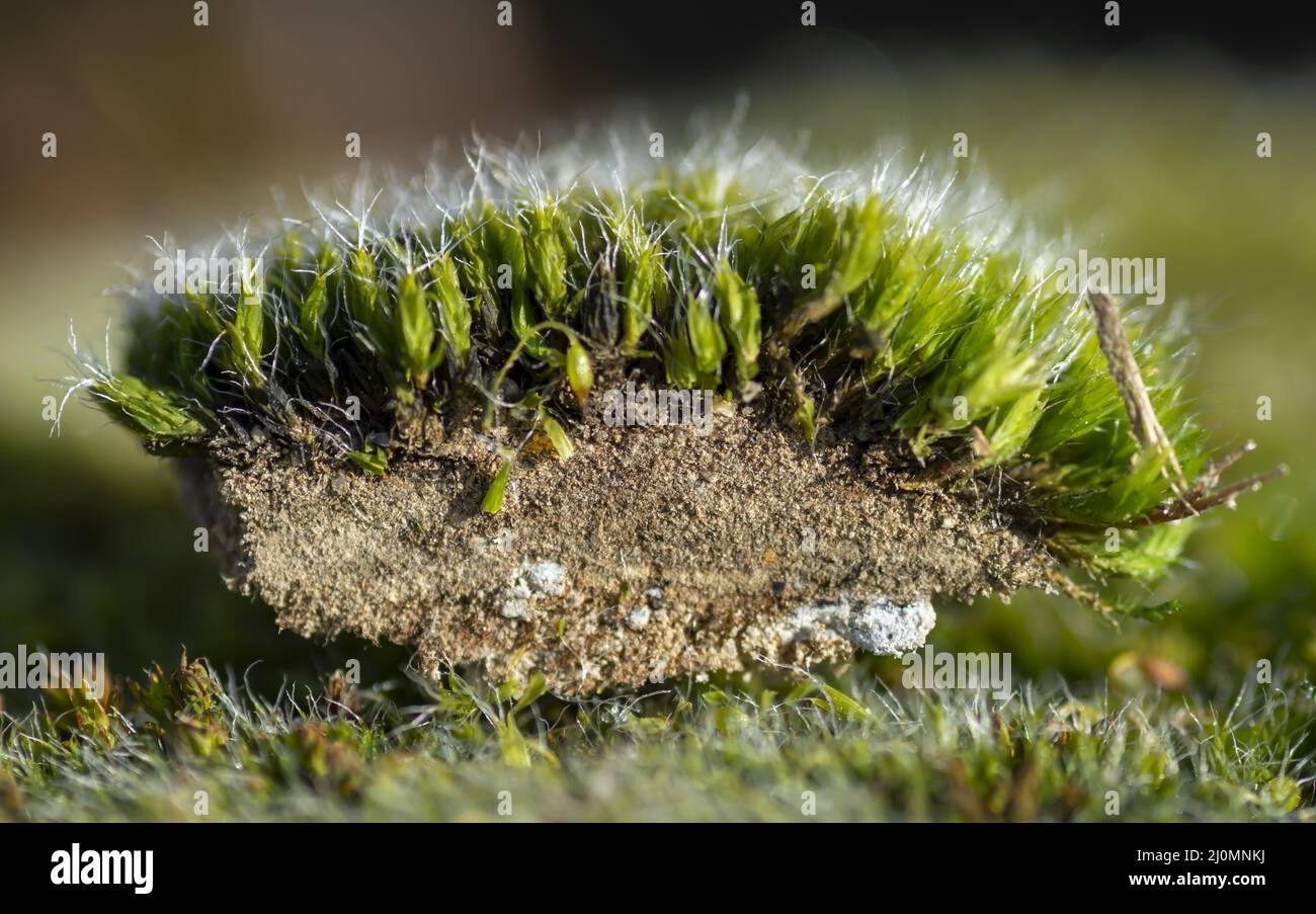 Sezione trasversale muschio (Bryophyta). Tagliare il muschio. Primo piano. Messa a fuoco selettiva. Foto Stock