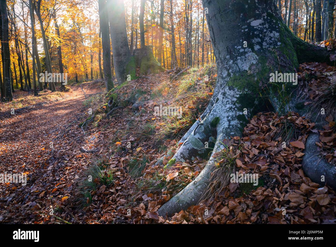 Golden Autumn foresta paesaggio con grandi alberi vibranti Foto Stock