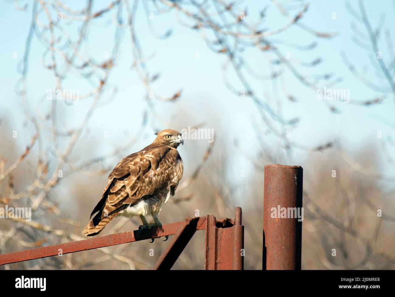 Hawk con coda rossa su fence in metallo arrugginito Foto Stock