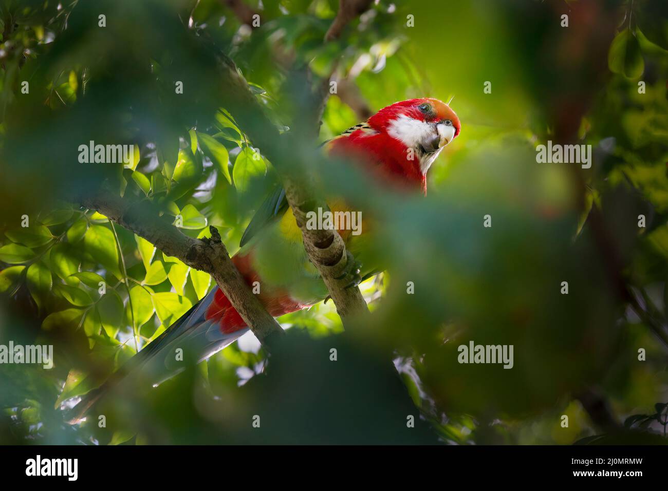 Pappagallo rosso con becco bianco seduto sui rami di albero verde nel cortile, Auckland Foto Stock