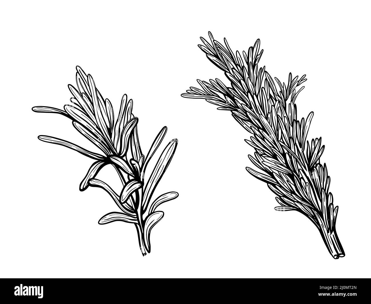 Timo isolato su sfondo bianco. Un ramo di timo dolce. Herbes de Provence. Schizzo disegnato a mano Foto Stock