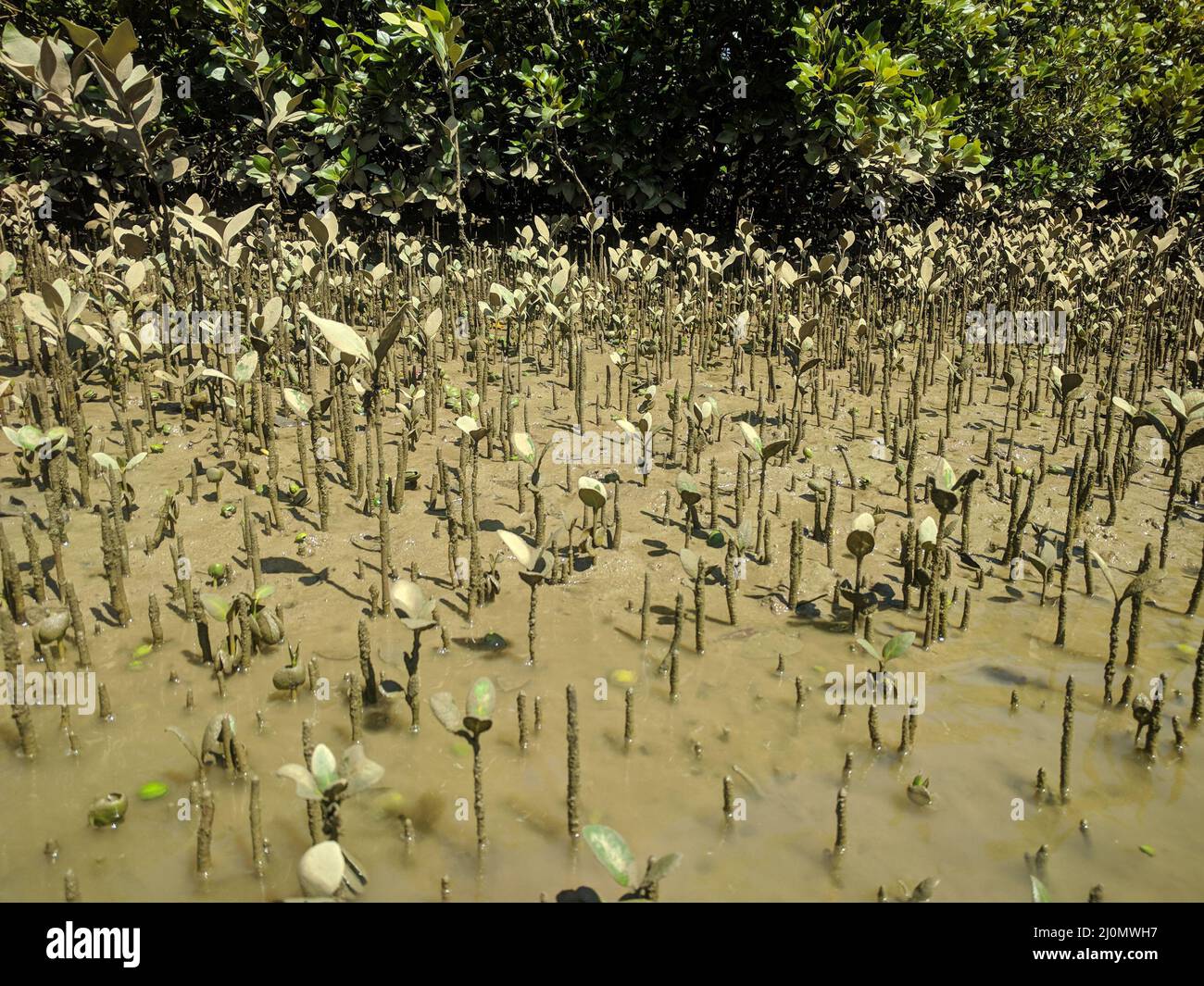 La vista di avicennia al bordo del fiume in una giornata di sole, Puhoi, Nuova Zelanda. Foto Stock