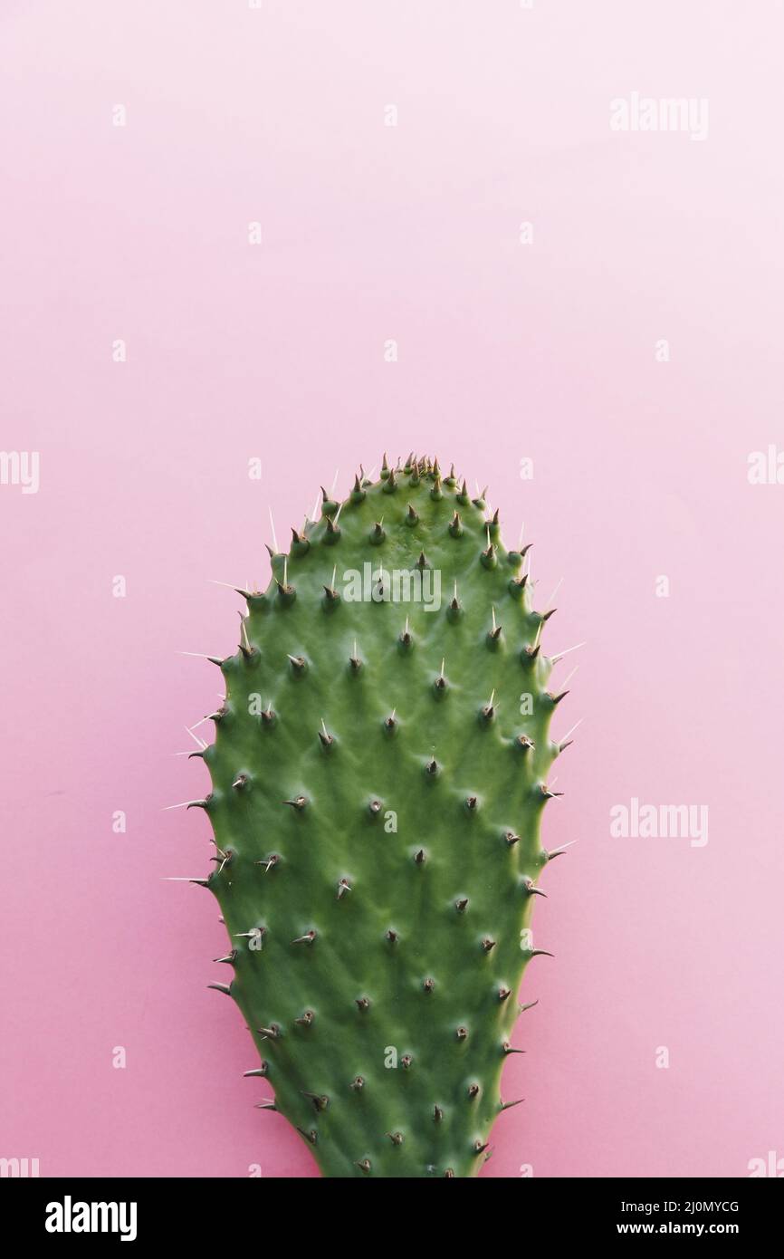 Cactus con molte spine sfondo colorato Foto Stock