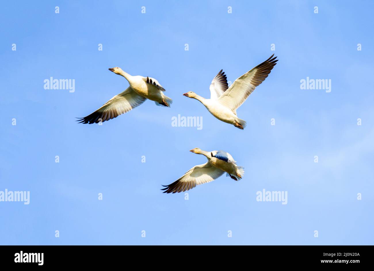 Tre oche della neve in volo Foto Stock