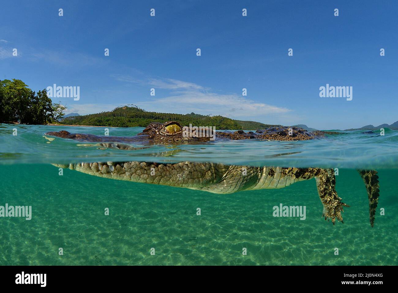 Coccodrillo di acqua salata (Crocodylus porosus), il più grande di tutti i viventi rettili, split image, Kimbe Bay, West New Britain, Papua Nuova Guinea Foto Stock