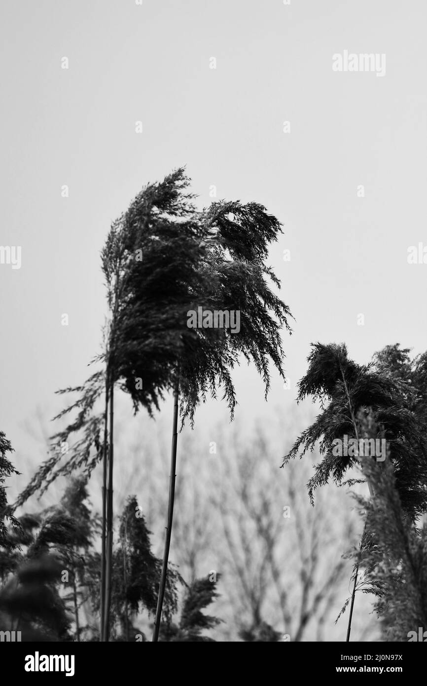Erbe e canne di grano selvatiche che crescono nei campi. Foto Stock