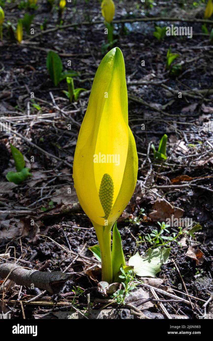 Cavolo americano (Lysichiton americanus), una pianta invasiva non nativa in wet woodland, Surrey, Inghilterra, Regno Unito Foto Stock