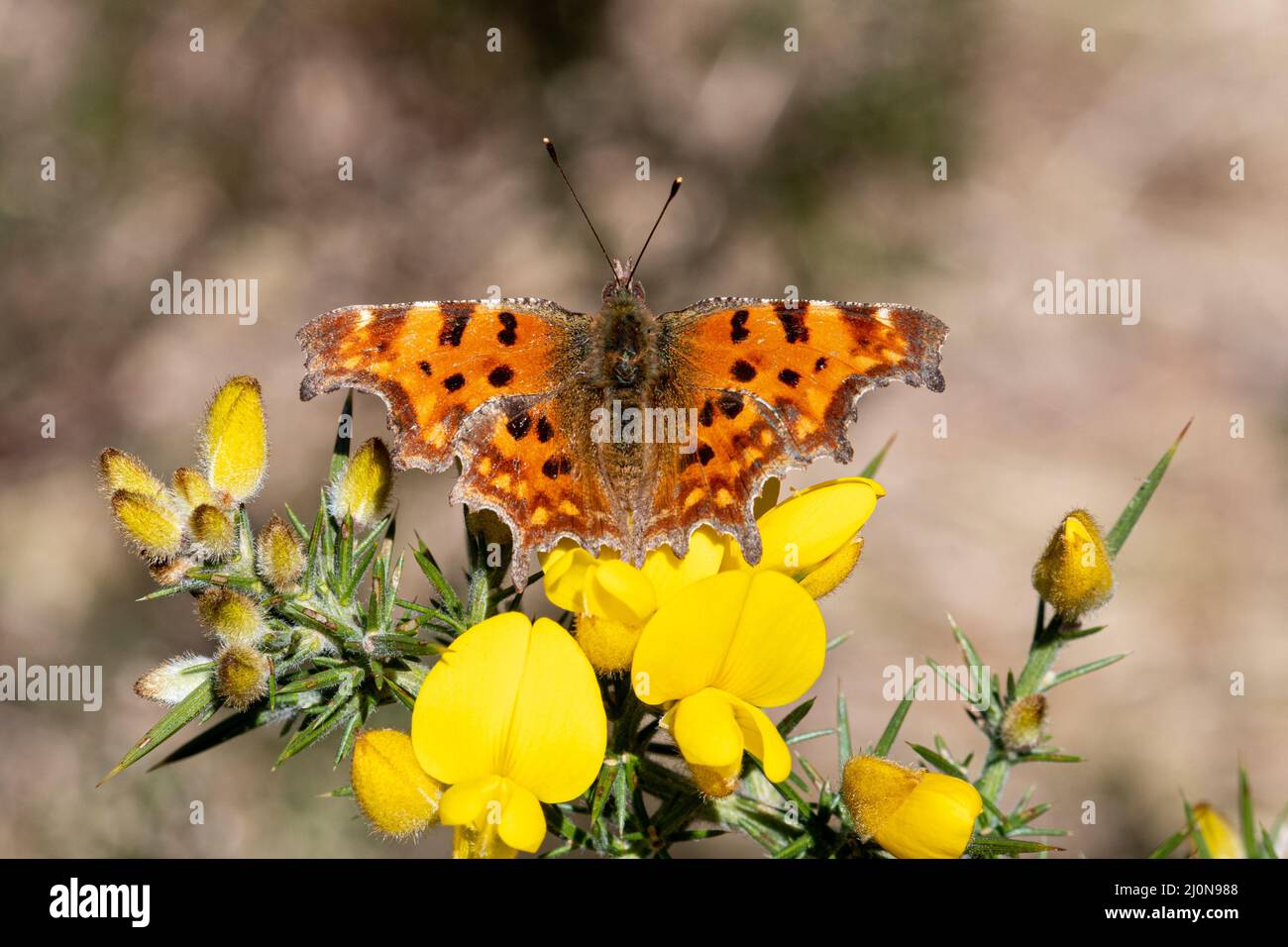 Comma Butterfly (Polygonia c-album) su fiori gialli di gorse in marzo, Hampshire, Inghilterra, Regno Unito Foto Stock