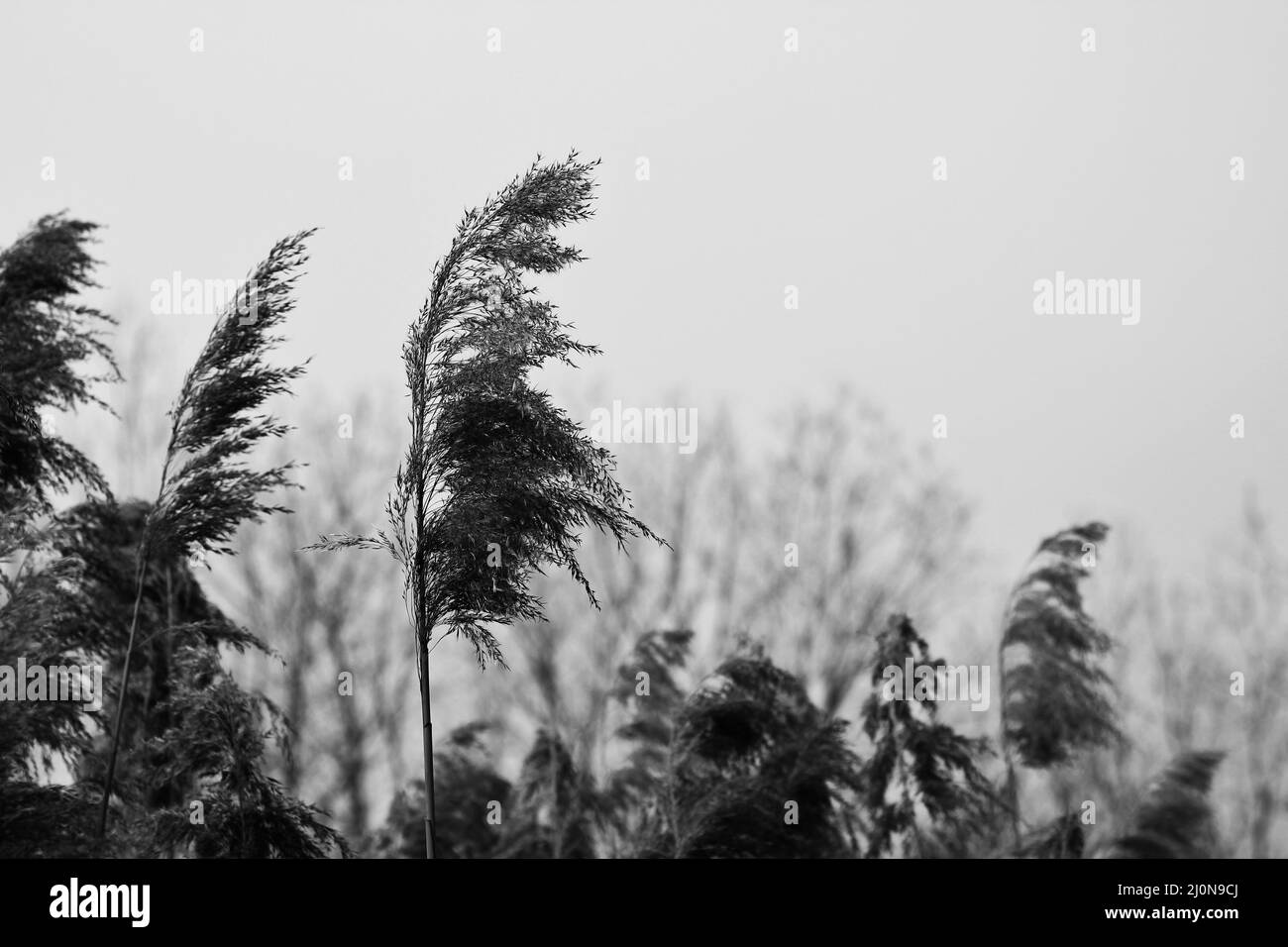 Erbe e canne di grano selvatiche che crescono nei campi. Foto Stock