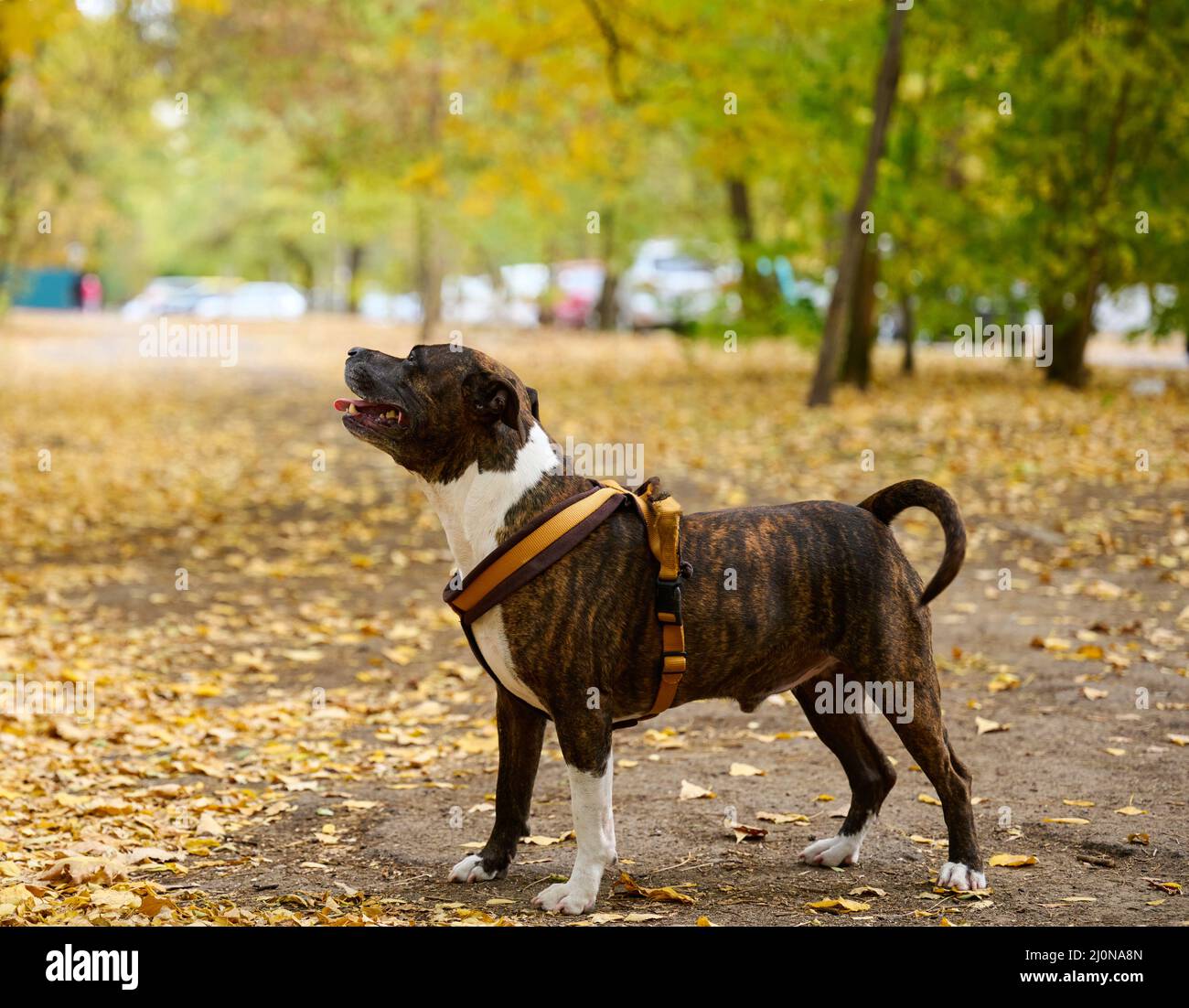 Dog American Pit bull Terrier si trova nel parco autunnale. Linguetta che sporge dalla bocca Foto Stock