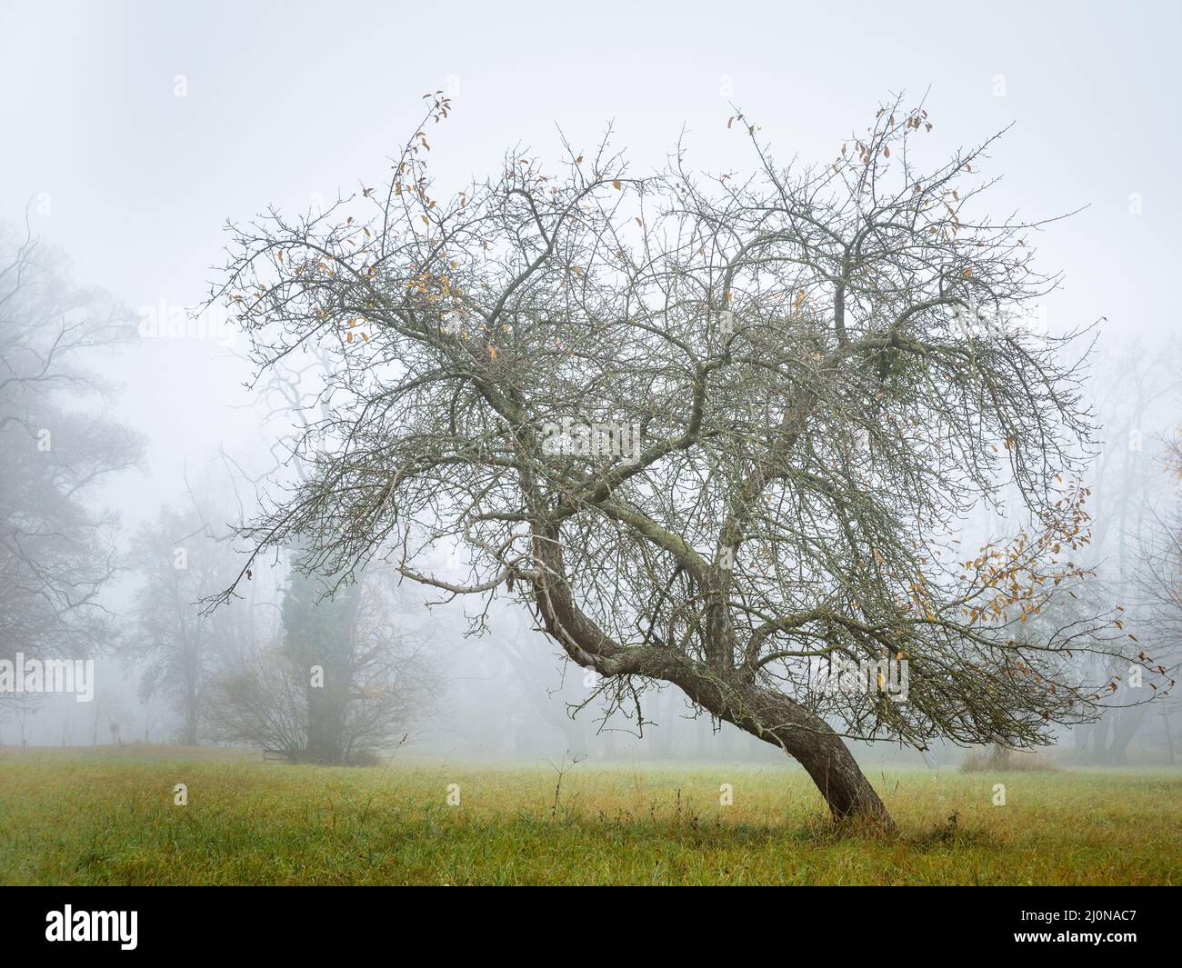 Albero in una nebbia.Apple tree con caduto foglie Foto Stock