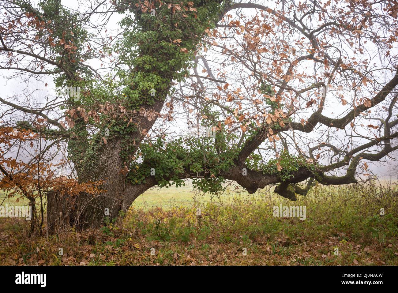 Foresta scura con albero misterioso e nebbia contorto Foto Stock