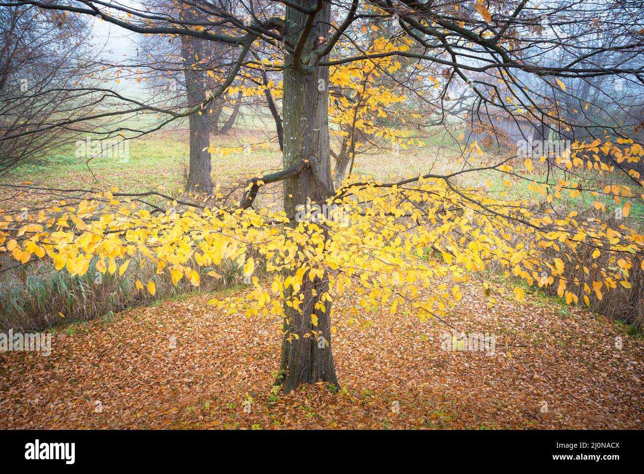 Albero con foglie gialle in autunno Foto Stock