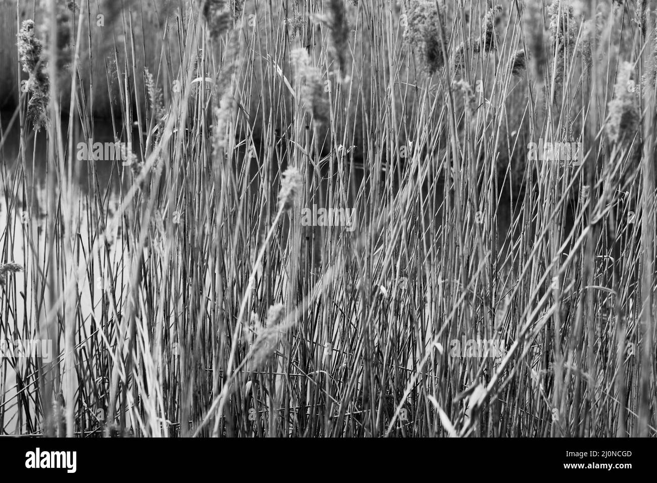 Erbe e canne di grano selvatiche che crescono nei campi. Foto Stock