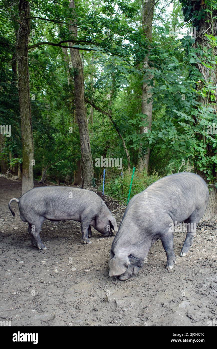 Regno Unito, Inghilterra, West Country, Devonshire. Grande maiale britannico di razza rara nera con orecchie lop. L’unico maiale nero della Gran Bretagna. Foto Stock
