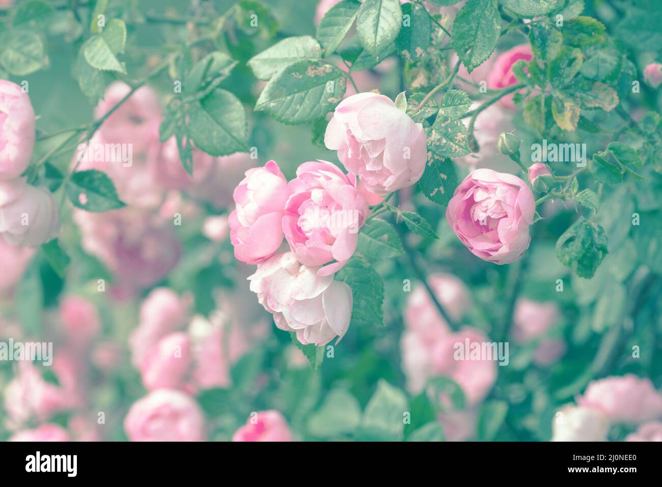 Rose rosa fiorite nel giardino estivo Foto Stock