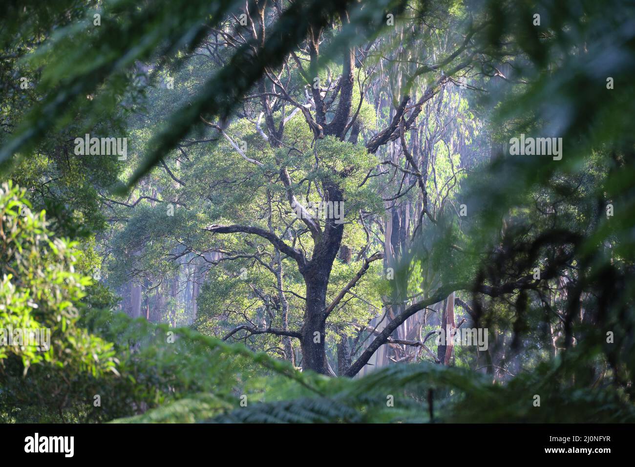 Una finestra nella foresta Foto Stock