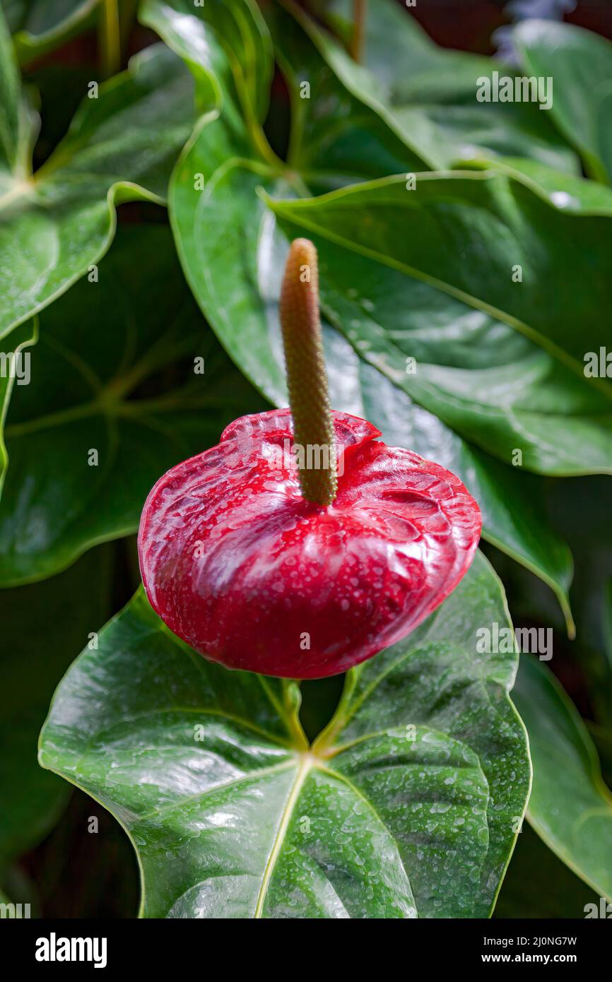 Flamingo Lily (anthurium) fioritura in Nuova Zelanda Foto Stock