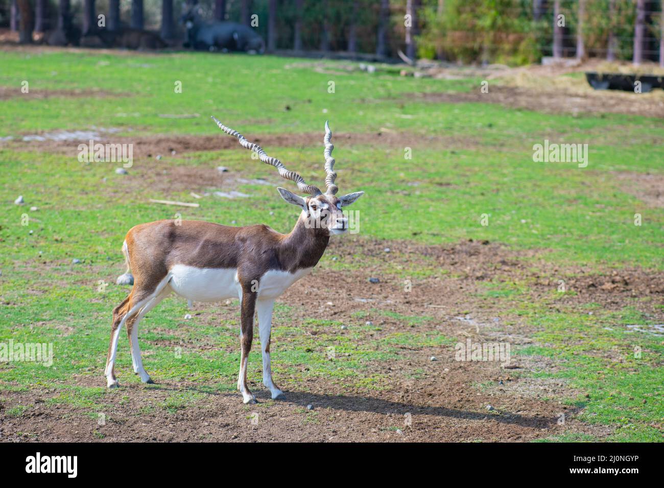 Bella antilope markhorn vive nello Zoo di Dubai Foto Stock