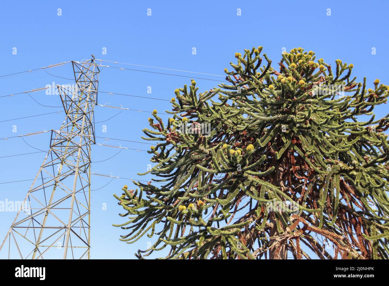 Albero di puzzle scimmia e pilone di elettricità, cielo blu Foto Stock