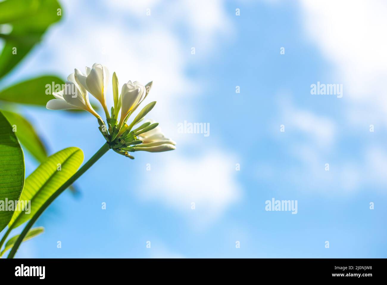 Apertura boccioli bianchi di un fiore frangipani su un albero contro un cielo blu. Copia spazio, modello per il testo. Fuoco selettivo Foto Stock